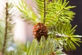 Cones on a fir-tree Royalty Free Stock Photo