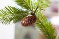 Cones on a fir-tree Royalty Free Stock Photo