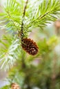 Cones on a fir-tree Royalty Free Stock Photo