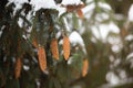 Cones of firtree covered with snow outdoor. Snow branch evergreen spruce tree.