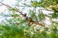 Cones and foliage  of cypress tree close up with bright clear sky Royalty Free Stock Photo