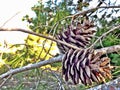 Cones in forest in Israel. Royalty Free Stock Photo