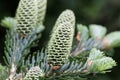 Cones of a Fraser fir Abies fraseri Royalty Free Stock Photo