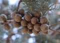 Cones fruits of the Italian cypress tree-