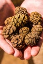 Cones of Giant Sequoia Tree, Giant Forest, California USA Royalty Free Stock Photo