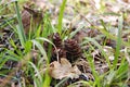 Cones in the grass.