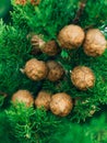 Cones on green cypress branches Royalty Free Stock Photo