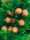 Cones on green cypress branches Royalty Free Stock Photo