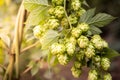 Cones of green hops for beer close-up. Royalty Free Stock Photo