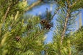 Cones on a growing Christmas tree in a summer forest close-up. Delicious snack for squirrels and other rodents in a