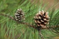 Cones growing on pine branch outdoors, closeup Royalty Free Stock Photo