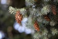 Cones growing on pine branch outdoors, closeup Royalty Free Stock Photo