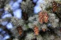 Cones growing on pine branch outdoors, closeup. Space for text Royalty Free Stock Photo