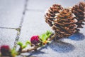 Cones growing on tree twig