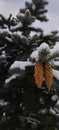 Cones are hanging on the Christmas tree under a lile of snow Royalty Free Stock Photo