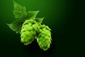 Cones of hops on a green background 1 Royalty Free Stock Photo