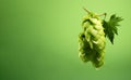 Cones of hops on a green background 3 Royalty Free Stock Photo