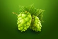 Cones of hops on a green background Royalty Free Stock Photo
