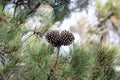 Cones of an Italian stone pine, Pinus pinea Royalty Free Stock Photo