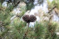 Cones of an Italian stone pine, Pinus pinea