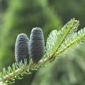 Cones of the Korean blue fir, purple coniferous cones on the branch of fir tree