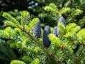 Cones of a Korean fir Abies koreana Royalty Free Stock Photo