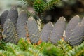 Cones of Korean Fir. Abies koreana. Cones with resin. Royalty Free Stock Photo