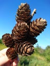 Cones of larch. Coniferous gifts.Landscape