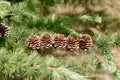Cones Larix decidua Mill Royalty Free Stock Photo