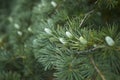 Cedrus deodara branches Royalty Free Stock Photo