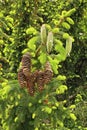 Cones and leaves of norway spruce Royalty Free Stock Photo