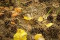 Cones lying on dry grass among yellow and orange foliage