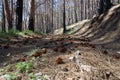 In a pine forest, Crimea. Royalty Free Stock Photo