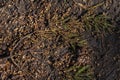 Cones and needles underfoot. Texture of earth and sand and small stones after rain. Royalty Free Stock Photo