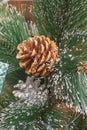 Cones on New Year`s tree branch in the snow. Selective focus, blurred background Royalty Free Stock Photo