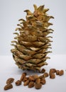 Cones and nuts of the Korean pine. Nuts of cedar pine. Food, isolated. cedar with cones close-up on a white isolated background Royalty Free Stock Photo