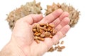 Cones and Nuts of Siberian Cedar Pine in hand