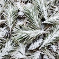 The cones are partially buried under the snow adding texture Royalty Free Stock Photo