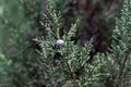 Cones of a Phoenicean juniper, Juniperus phoenicea var. turbinata Royalty Free Stock Photo