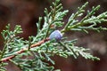 Cones of a Phoenicean juniper, Juniperus phoenicea var. turbinata Royalty Free Stock Photo