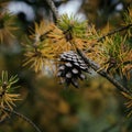 CONES PINE Royalty Free Stock Photo