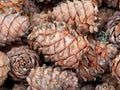 Cones of pine nuts