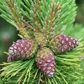 Cones of pine tree