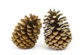 The cones pine on a white background