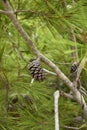 Pinus halepensis branch close up Royalty Free Stock Photo