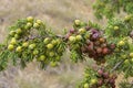 Cones of prickly juniper. Royalty Free Stock Photo
