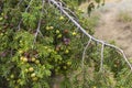 Cones of prickly juniper. Royalty Free Stock Photo