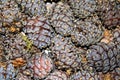 Cones of Siberian pine, fruits of Siberian cedar