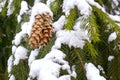 Cones on snow-covered spruce branches Royalty Free Stock Photo