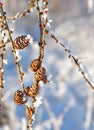 Cones with snow crystals Royalty Free Stock Photo